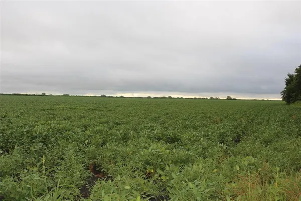 a view of a field with an ocean