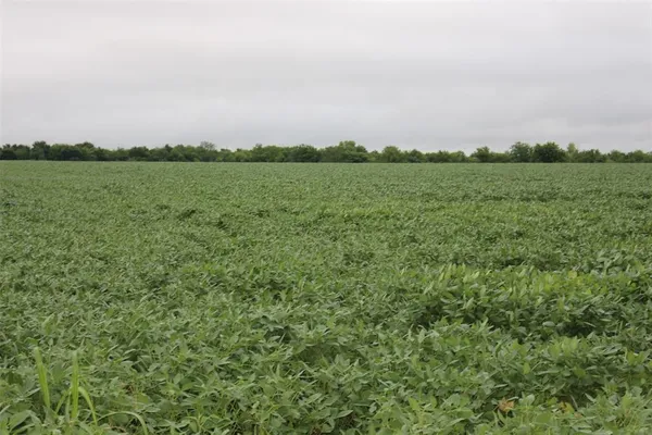 a view of a field with an ocean