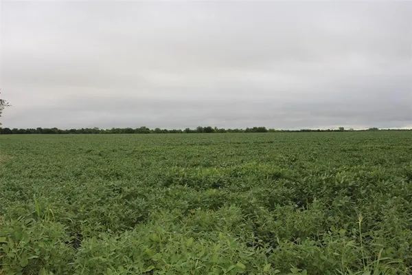 a view of a field with an ocean and trees
