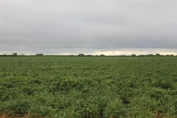 a view of a field with an ocean and trees