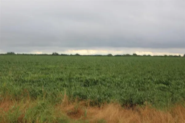 a view of a field with lots of bushes