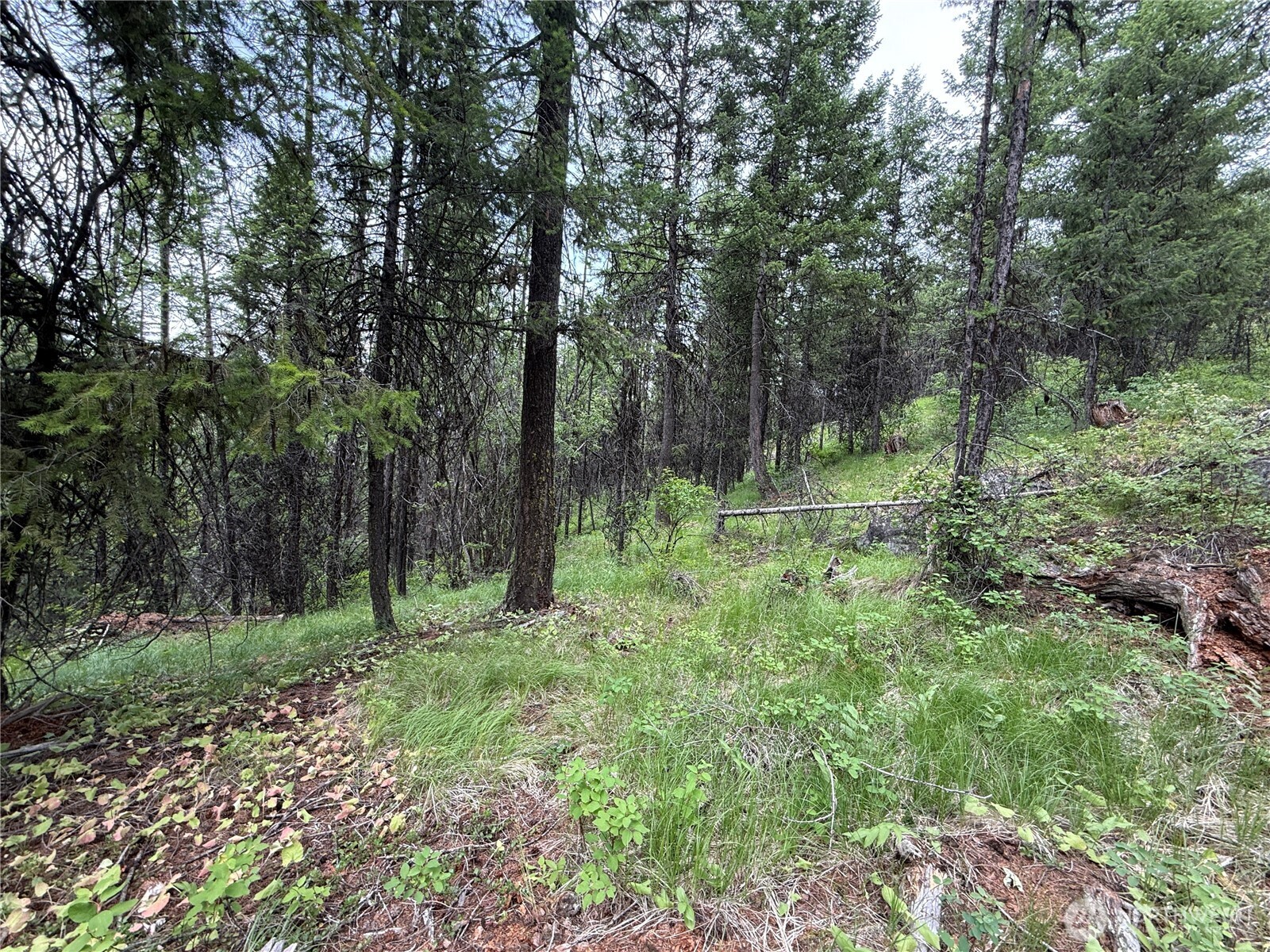 0 Mule Deer Road Republic, WA 99166 - Photo 8 of 20