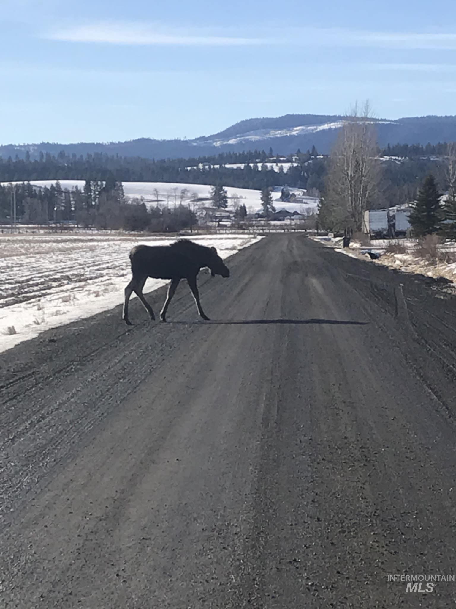 1048 Reynolds Road Princeton, ID 83857 - Photo 38 of 41 View of dirt / gravel road with a mountain view