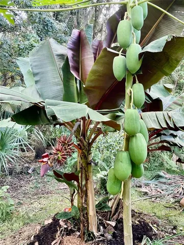 a backyard of a house with lots of green space and tree in the background