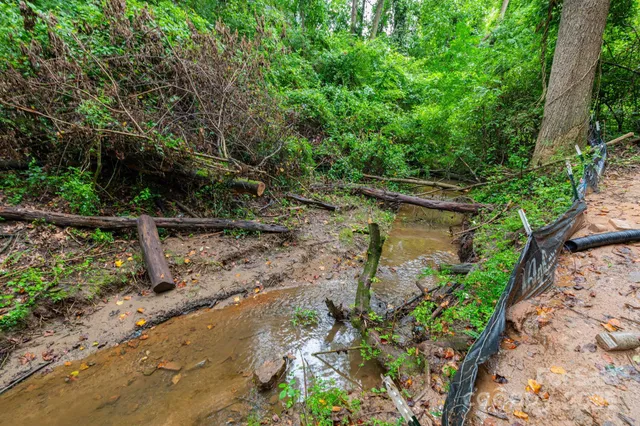 a view of a backyard with plants and large trees