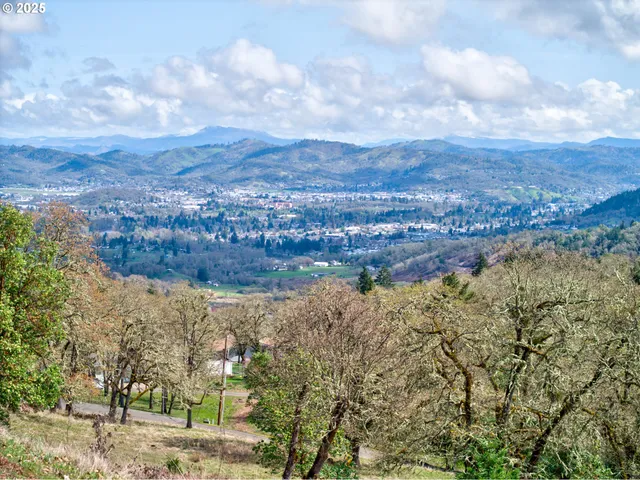 a view of a lush green forest