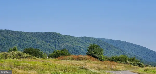 a view of a bunch of trees and bushes