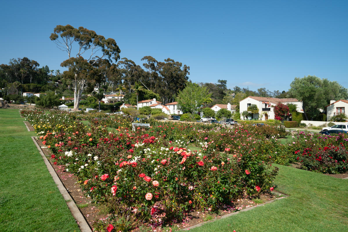 350 Las Alturas Road Santa Barbara, CA 93103 - Photo 48 of 49 a view of a bunch of flowers and trees
