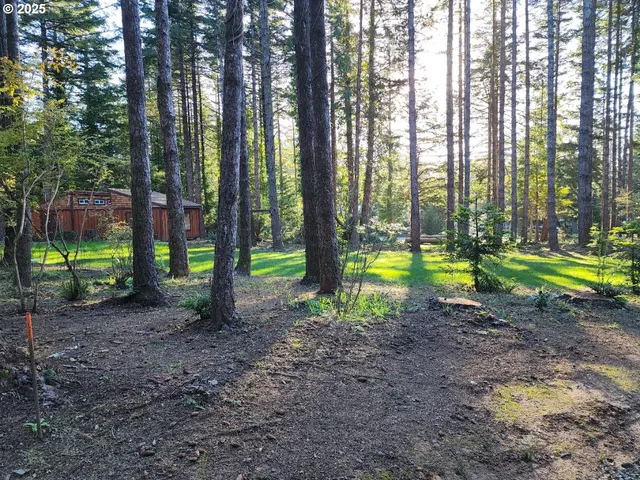 a view of a park with a trees
