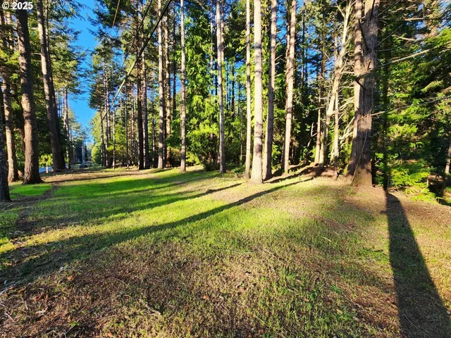 a view of a trees in a park