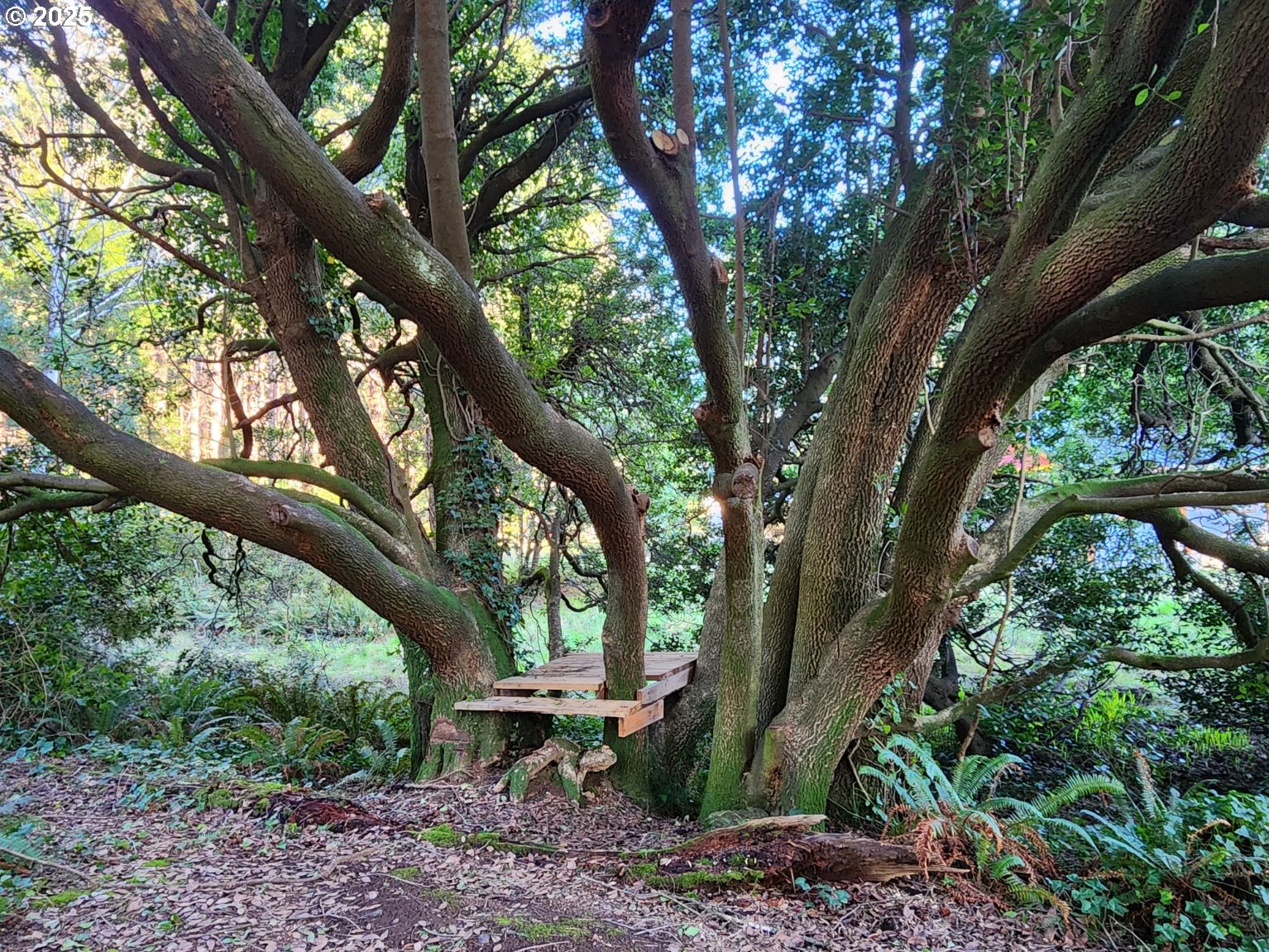 Orchard Road, Unit 3 Port Orford, OR 97465 - Photo 10 of 32 a view of a trees in a backyard