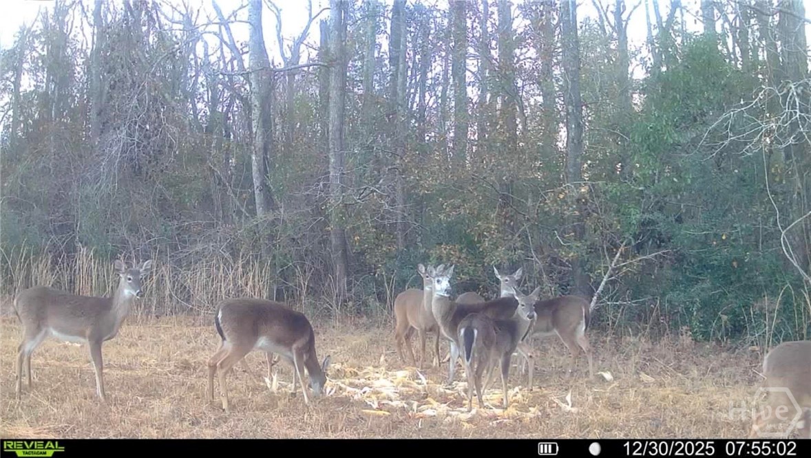 1899 Old Louisville Road Guyton, GA 31312 - Photo 33 of 34