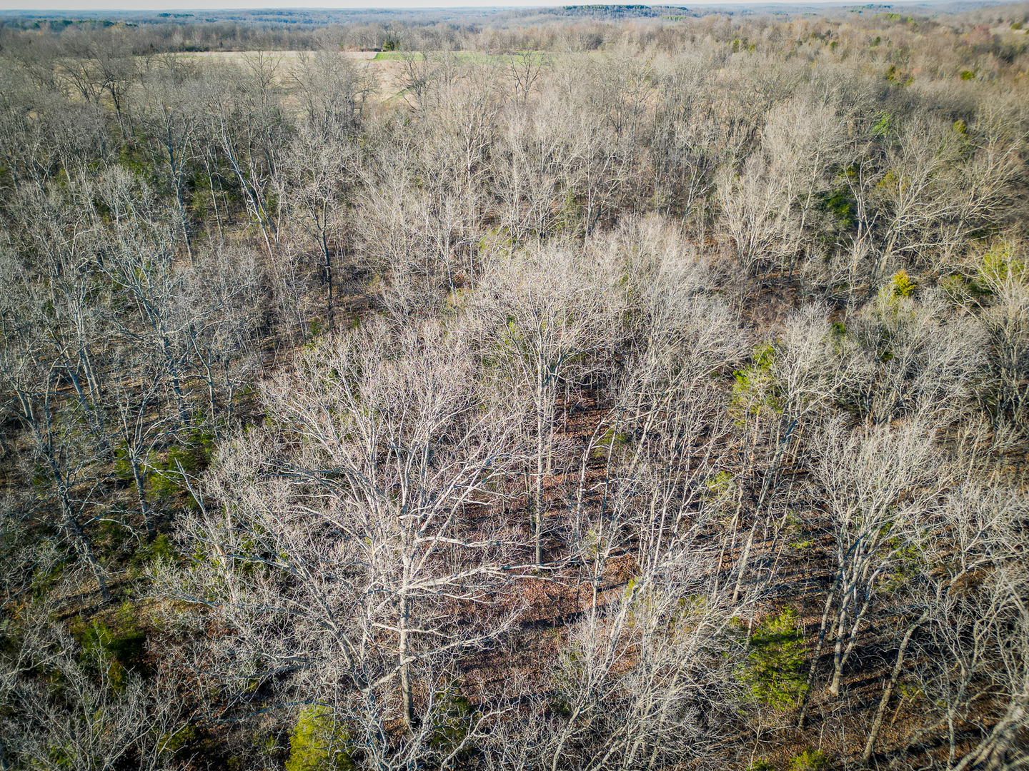 0 Belville Road New Burnside, IL 62967 - Photo 9 of 14