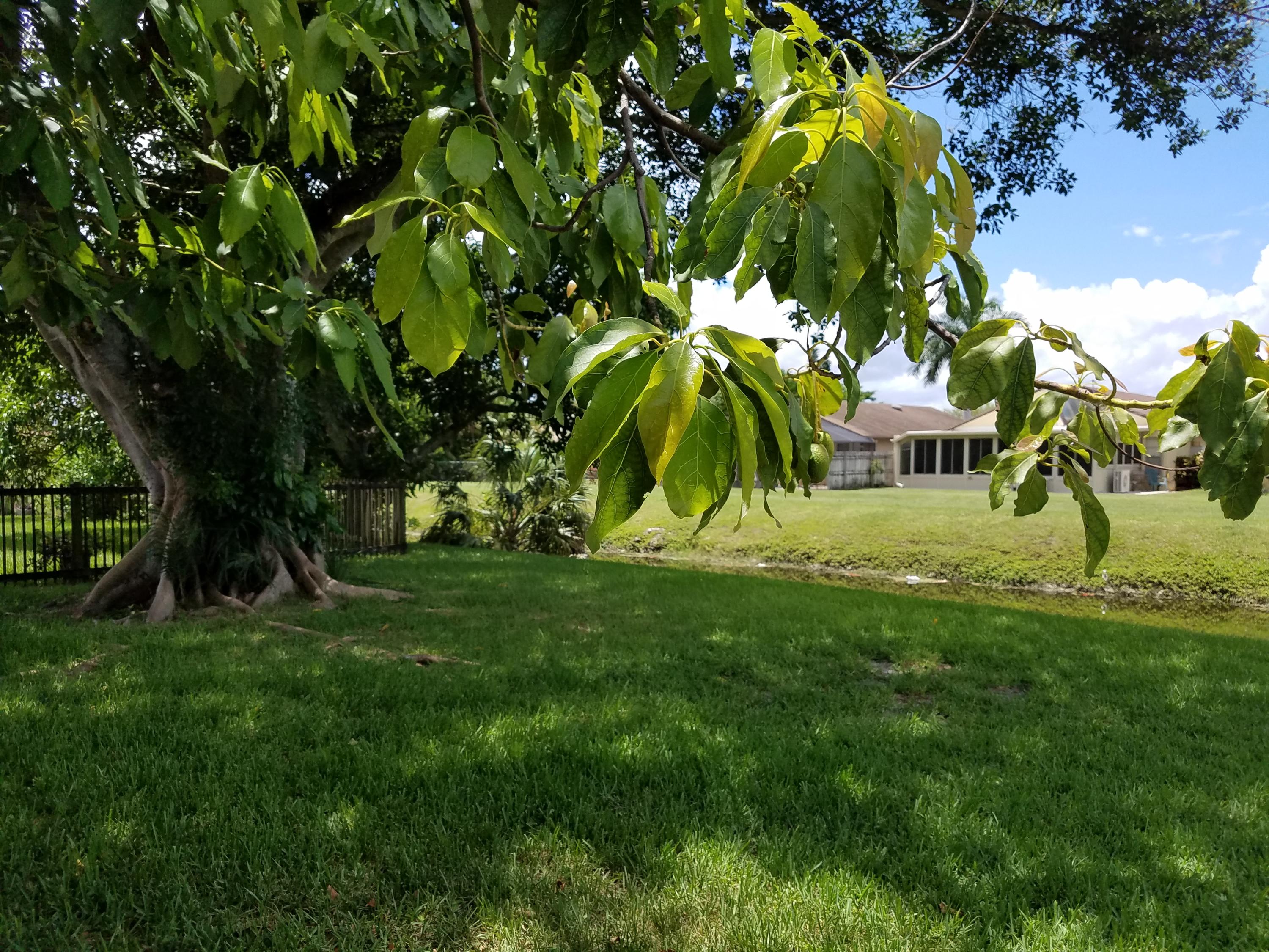 21264 Hazelwood Lane Boca Raton, FL 33428 - Photo 6 of 6 back yard_141203