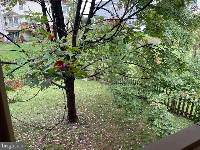 a view of a yard with tree s