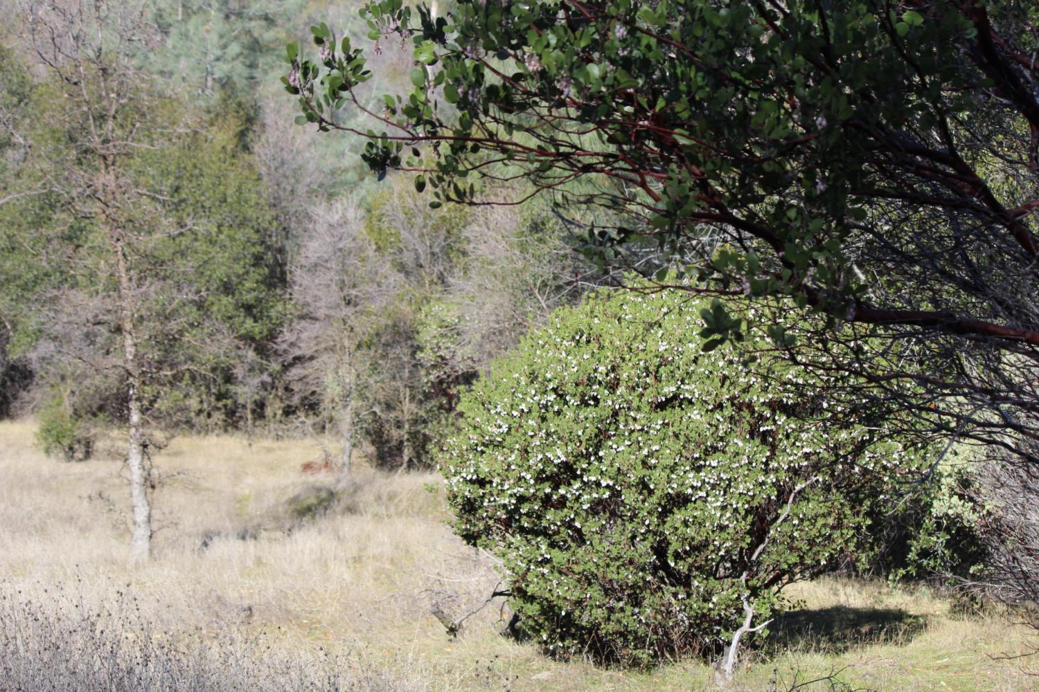 0 Fricot City Road Mountain Ranch, CA 95249 - Photo 1 of 9