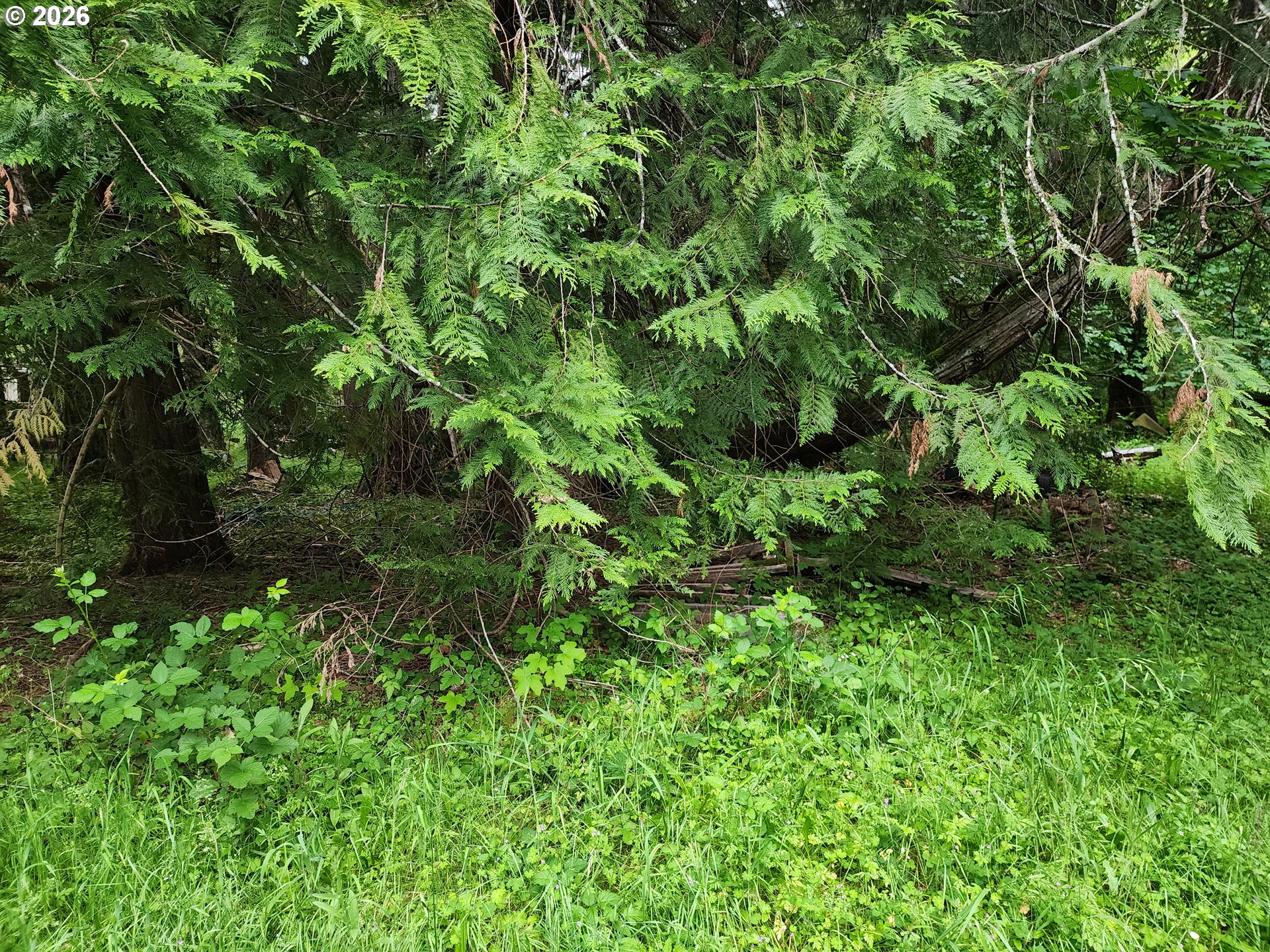 0 Louis Creek Road Myrtle Creek, OR 97457 - Photo 18 of 20