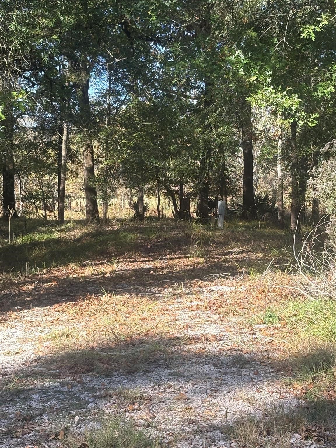 195 Center Street Cleveland, TX 77327 - Photo 5 of 7 a view of a yard with a tree