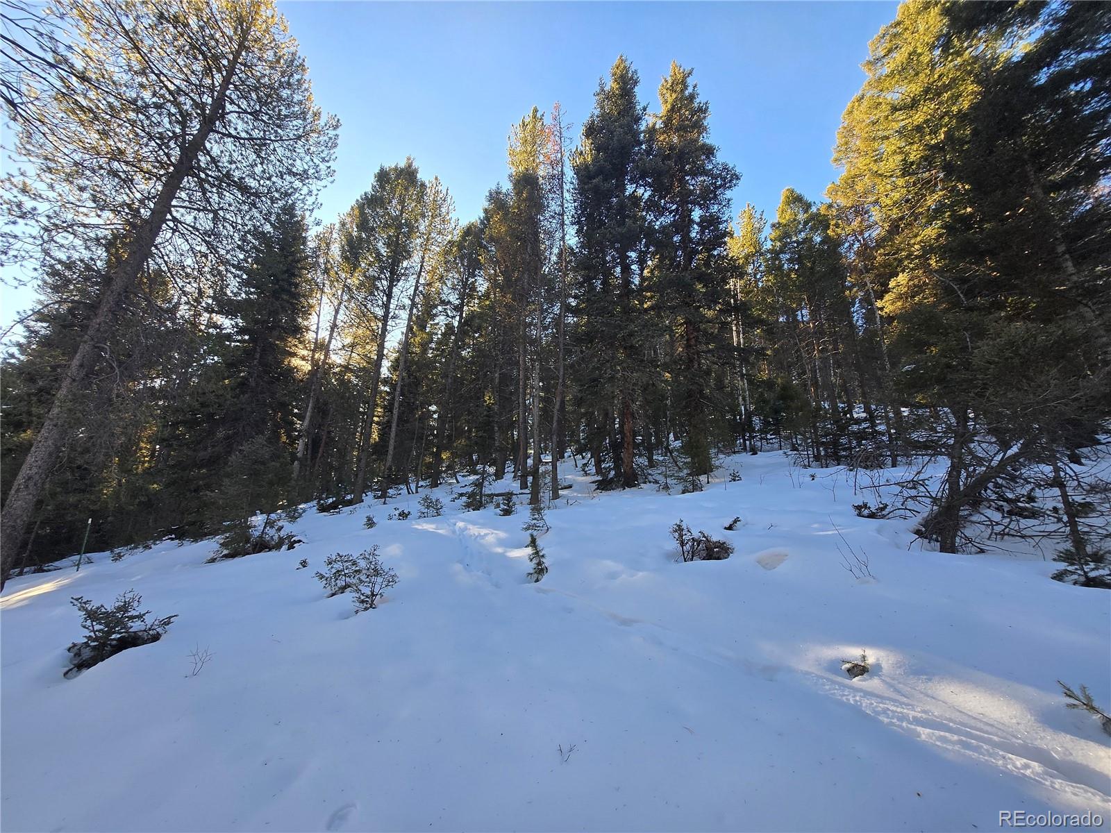 Foxton Road Conifer, CO 80433 - Photo 22 of 27 an outdoor space with lots of trees