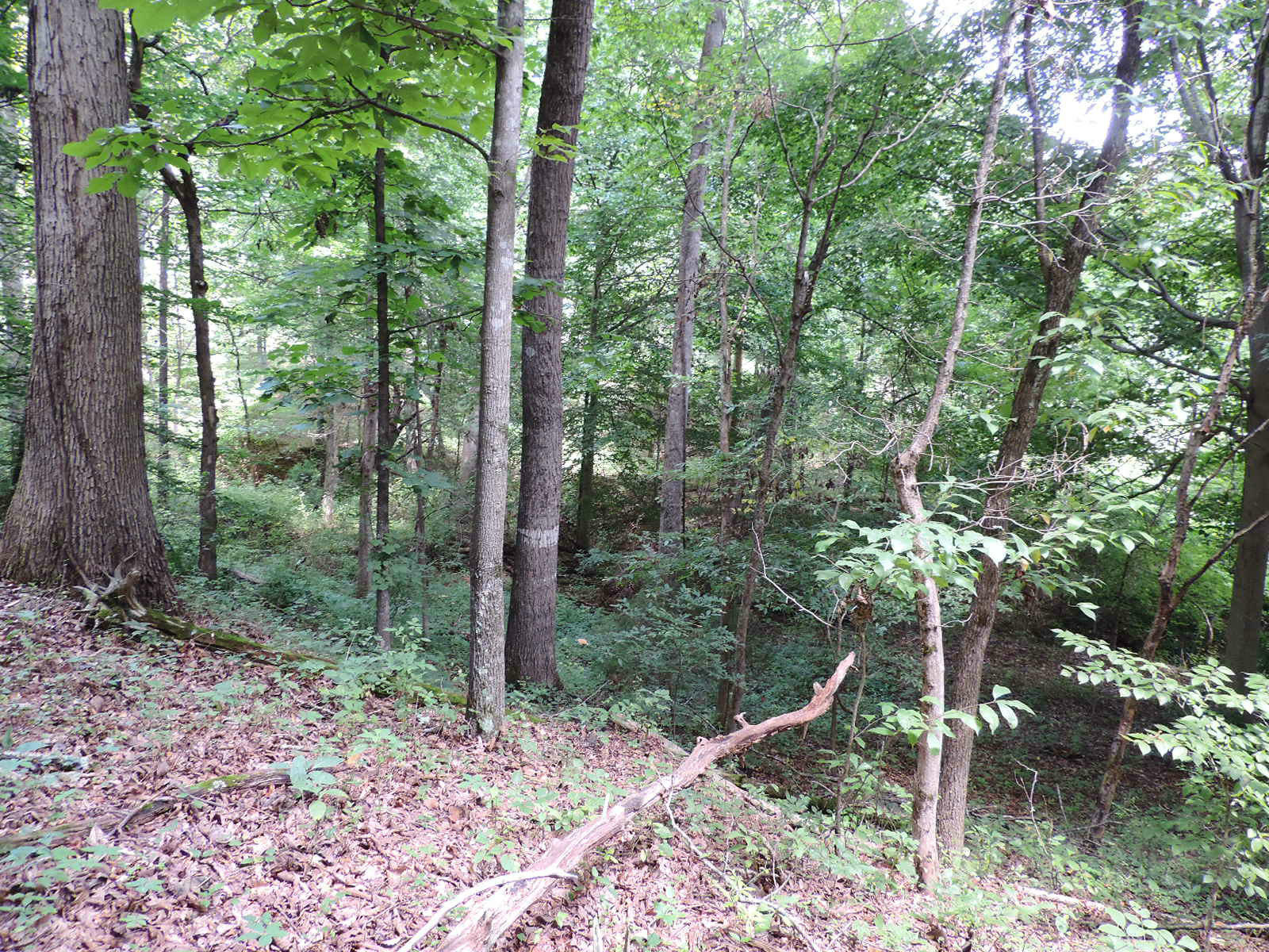 1109 Shields Ridge Road New Market, TN 37820 - Photo 14 of 21 DSCN2986