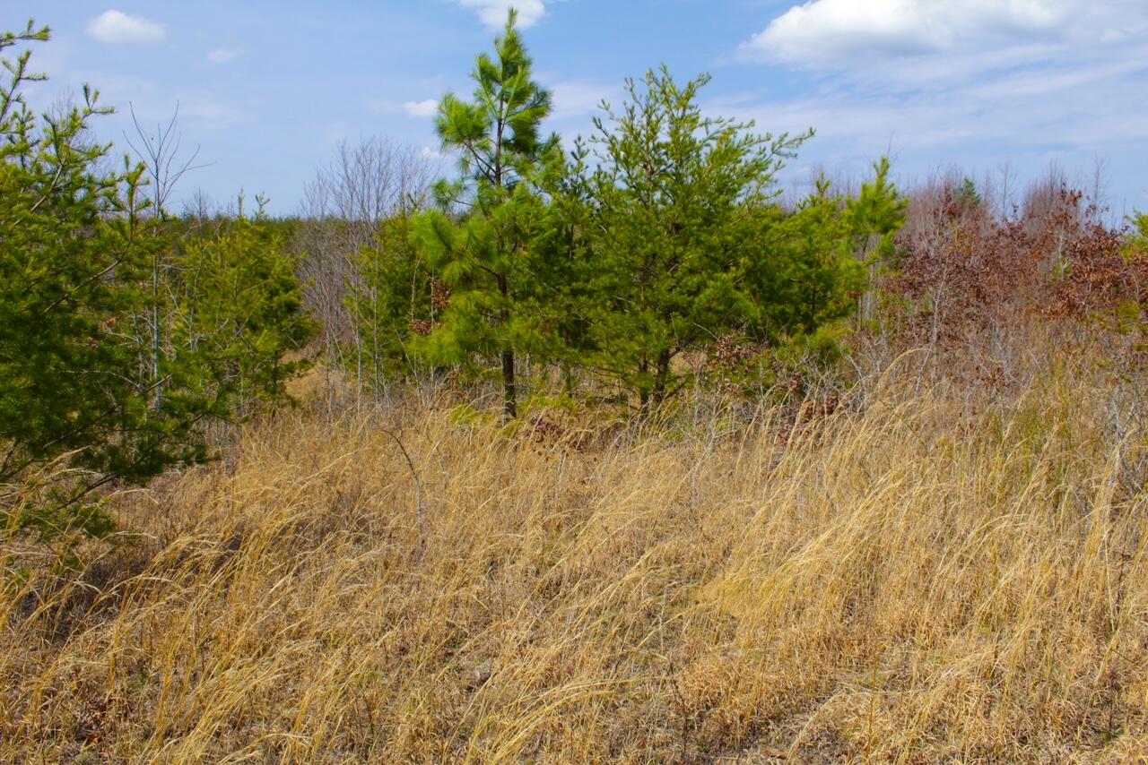 Lot 8 Tower Road Grandview, TN 37337 - Photo 7 of 11 IMG_0142