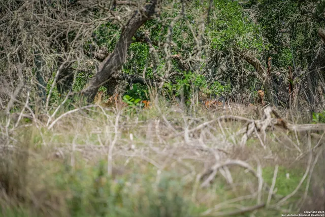 a view of a lake in middle of forest