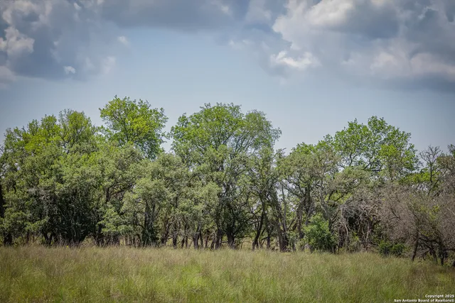 a view of a big yard with lots of bushes