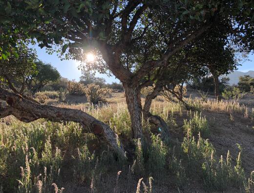 0 San Lorenzo Road Mountain Center, CA 92561 - Photo 7 of 9 a view of a tree in a yard