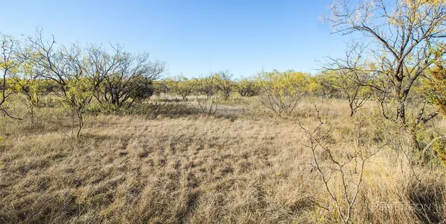 a view of a yard with plants and trees