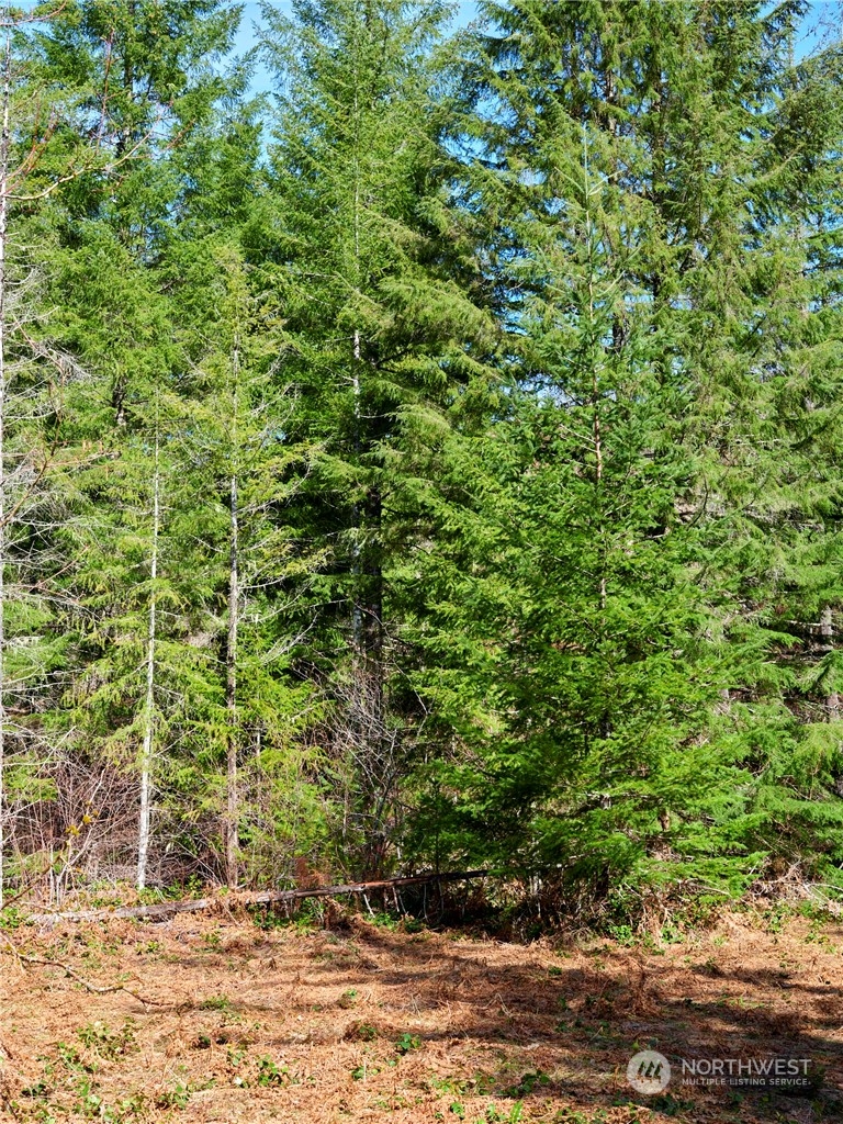 8 Lahar Lane Cougar, WA 98616 - Photo 8 of 26