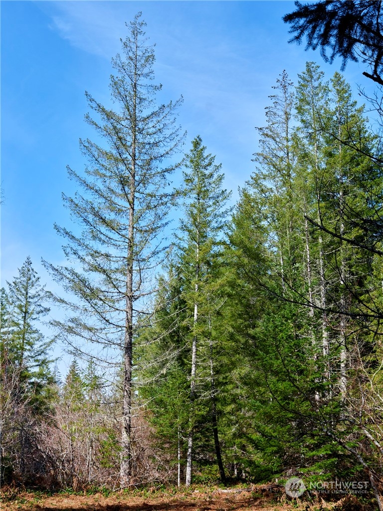 8 Lahar Lane Cougar, WA 98616 - Photo 9 of 26