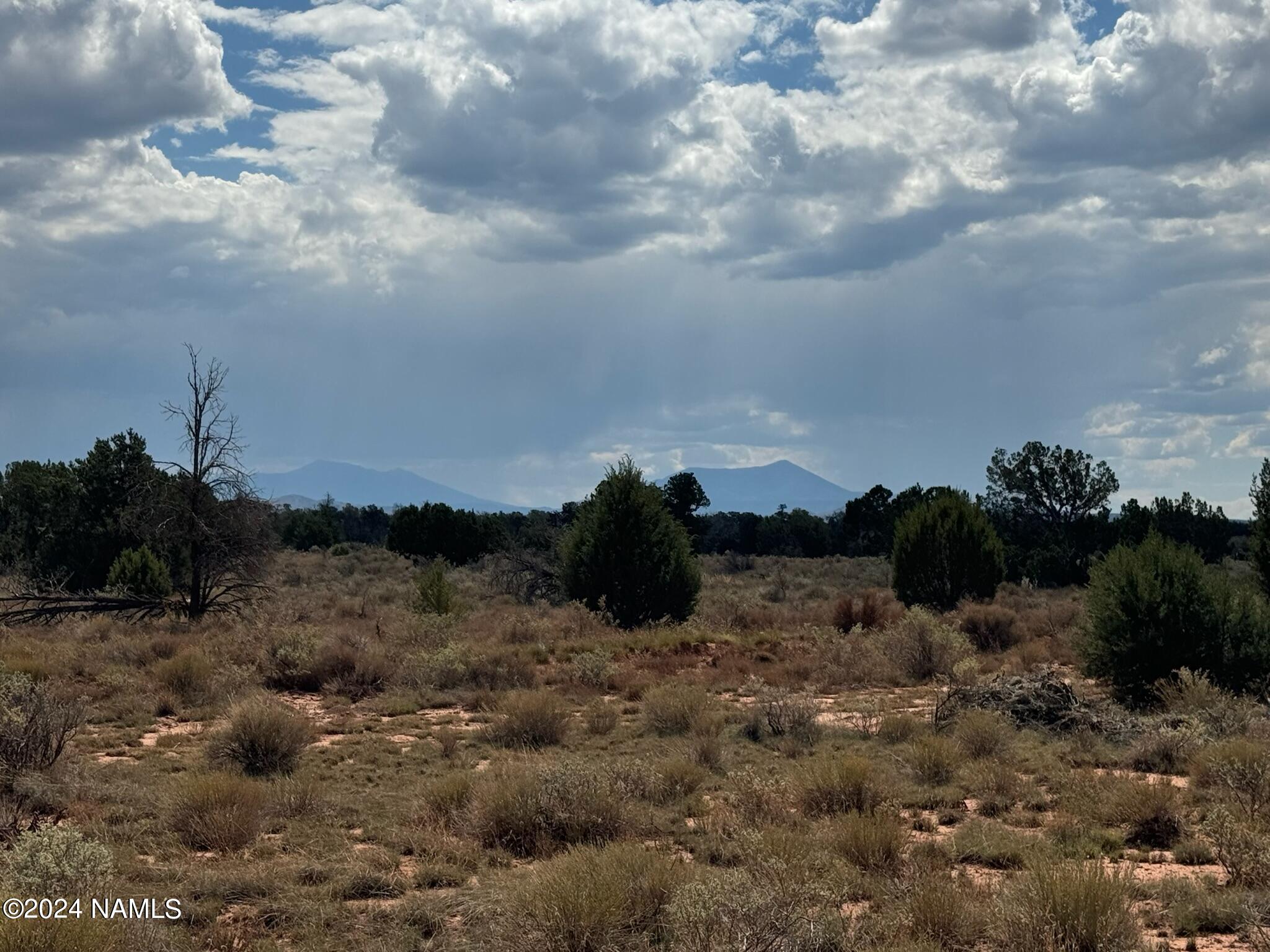 196 South Kaibab Road Williams, AZ 86046 - Photo 4 of 14 a view of a bunch of trees in a field