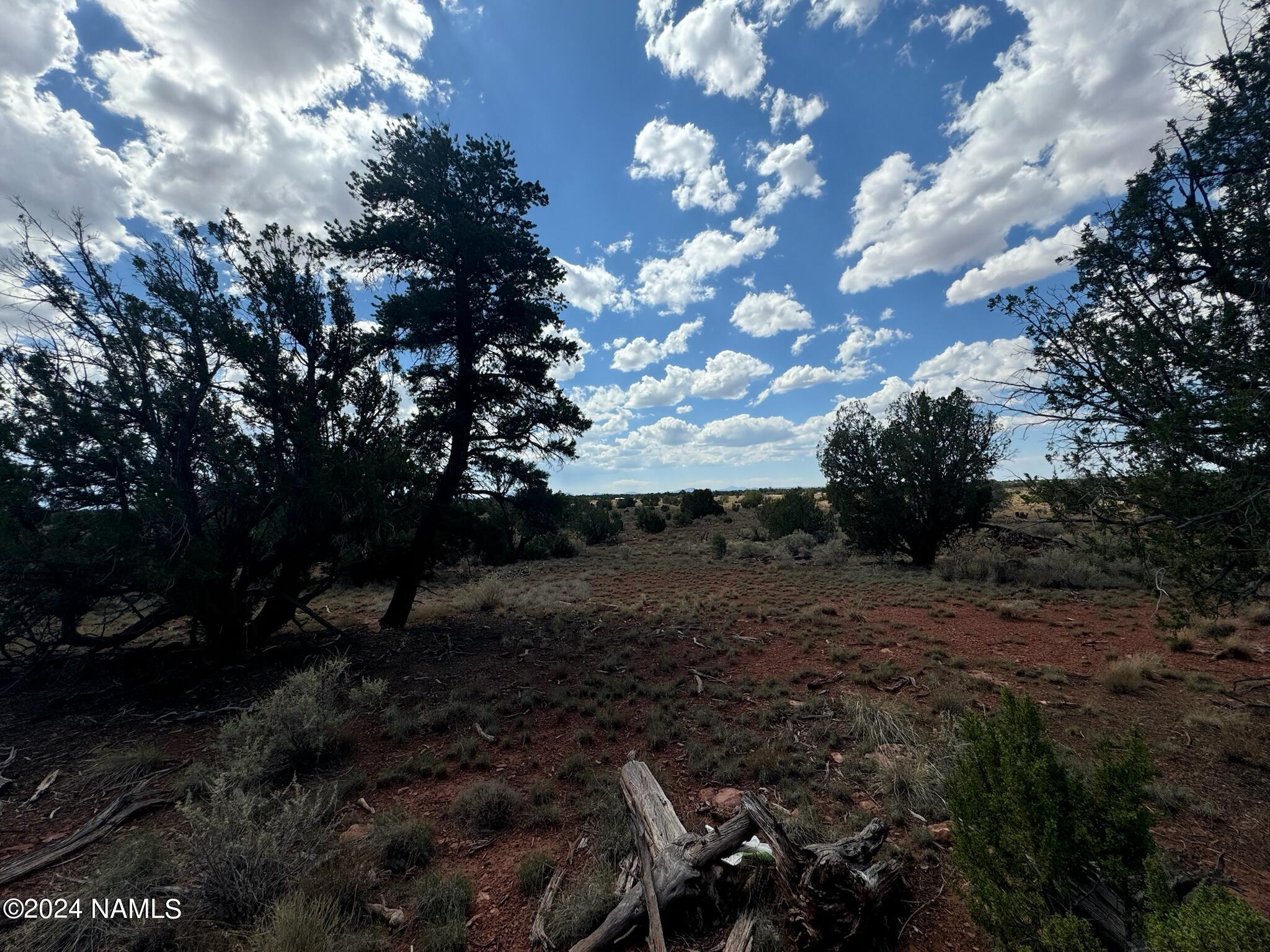 196 South Kaibab Road Williams, AZ 86046 - Photo 9 of 14 a view of a big yard with lots of plants and trees