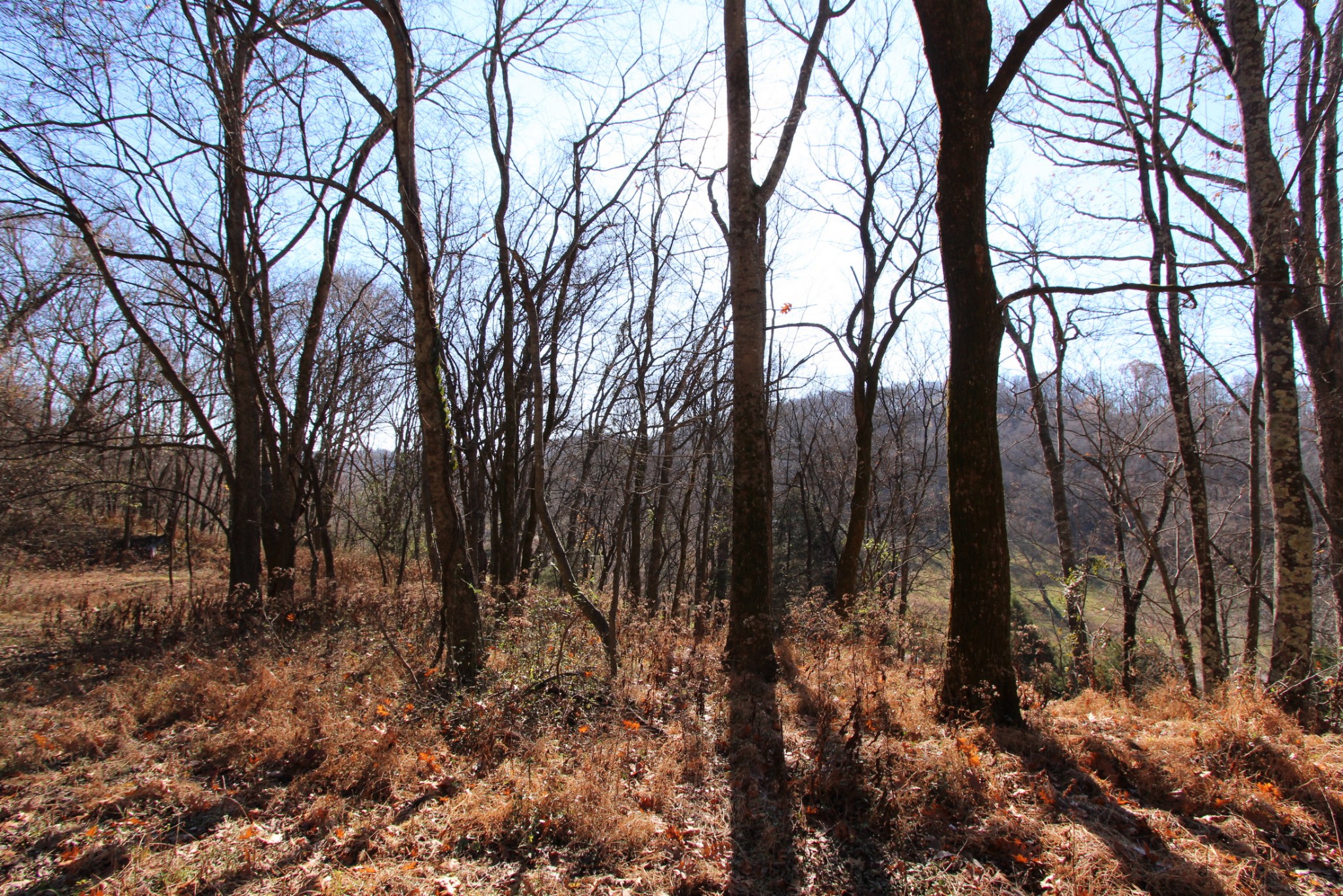 0 Wiley Hollow Road Culleoka, TN 38451 - Photo 13 of 40 Gallery Image 13