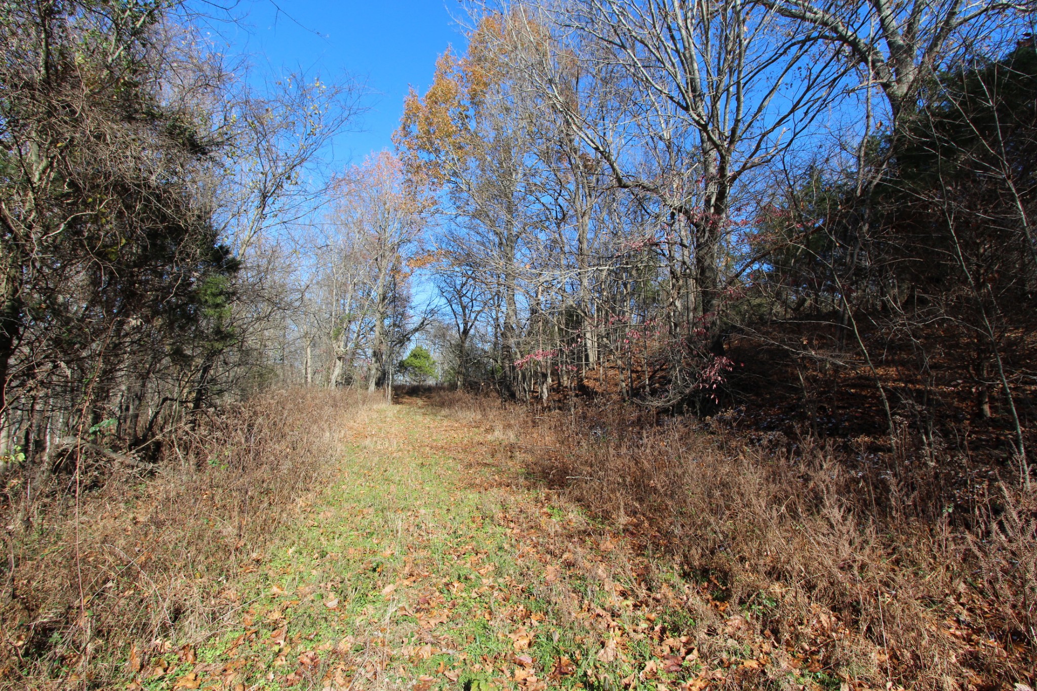 0 Wiley Hollow Road Culleoka, TN 38451 - Photo 3 of 40 Gallery Image 3