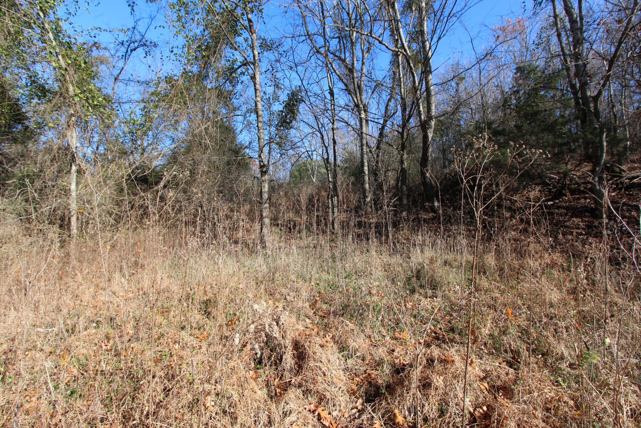0 Wiley Hollow Road Culleoka, TN 38451 - Photo 4 of 40 Gallery Image 4