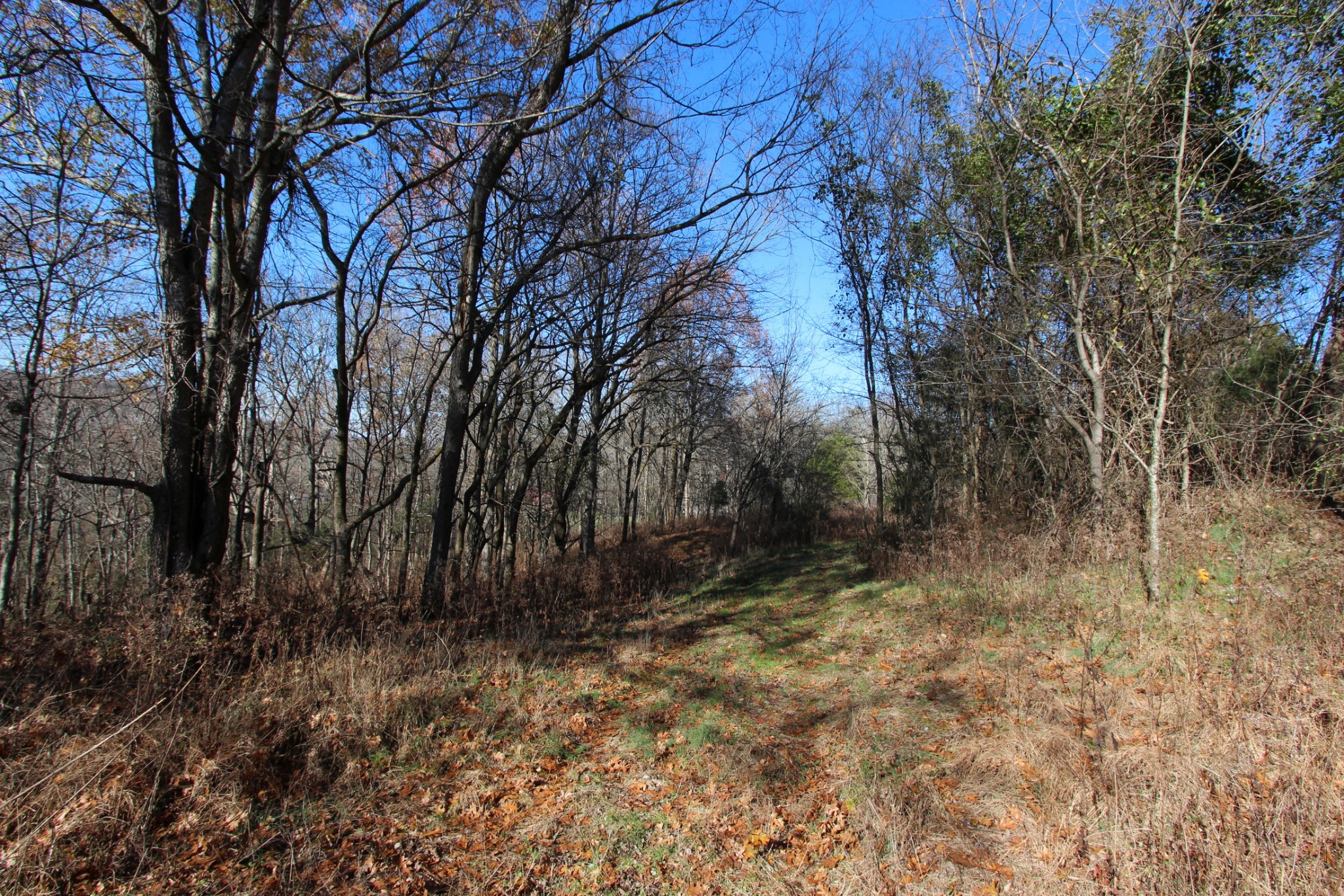 0 Wiley Hollow Road Culleoka, TN 38451 - Photo 5 of 40 Gallery Image 5