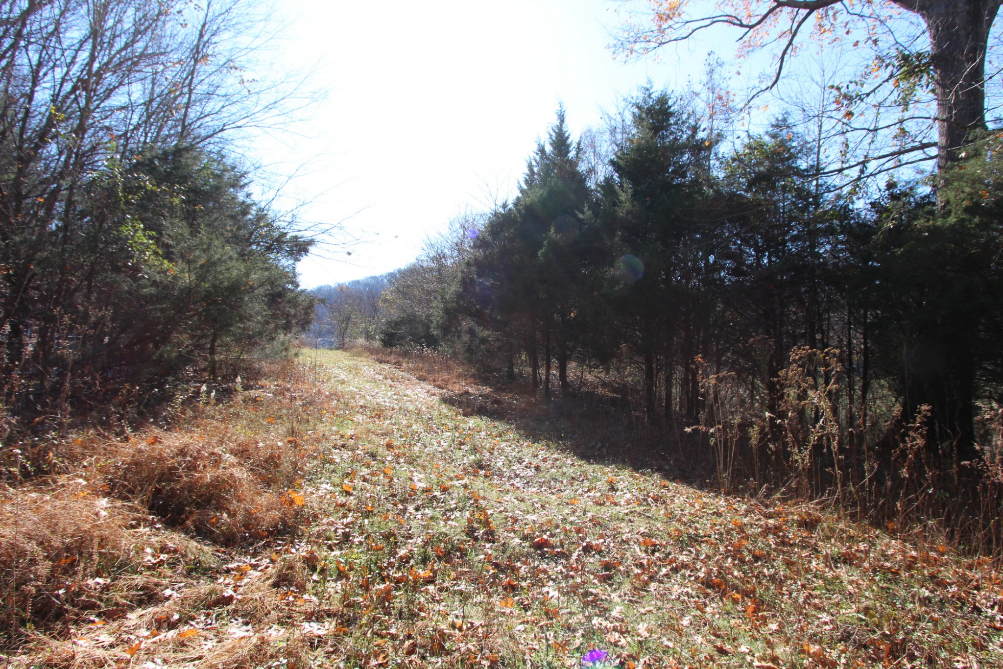 0 Wiley Hollow Road Culleoka, TN 38451 - Photo 6 of 40 Gallery Image 6