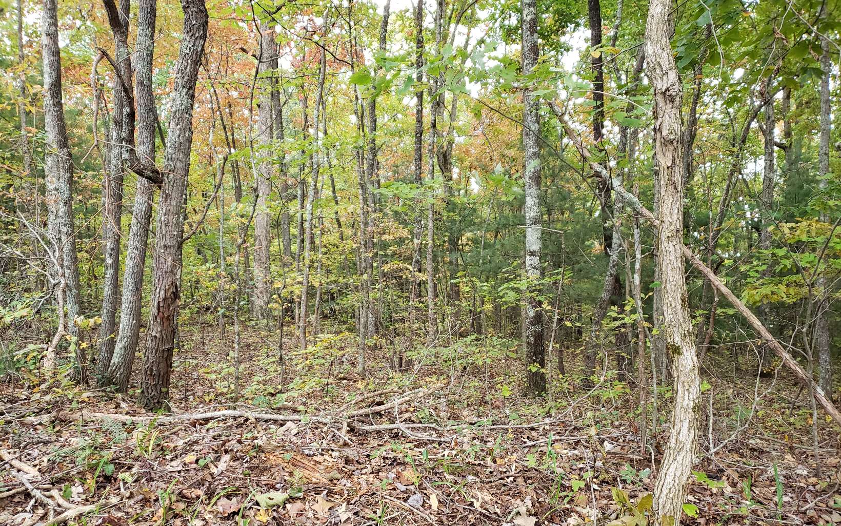 Ross Road Blue Ridge, GA 30513 - Photo 1 of 1 Main View