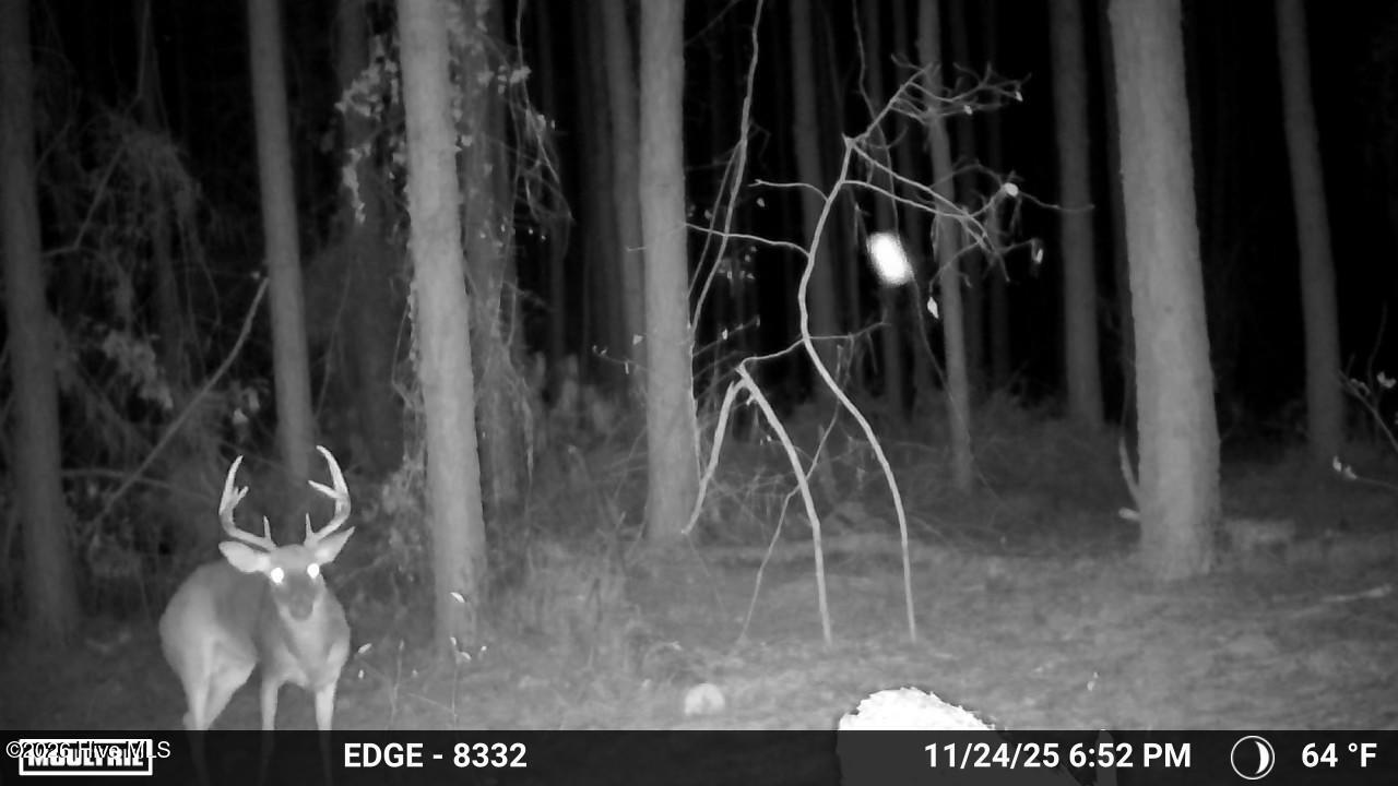 645 Bent Knee Road Keysville, GA 30816 - Photo 22 of 27 TrailCam1