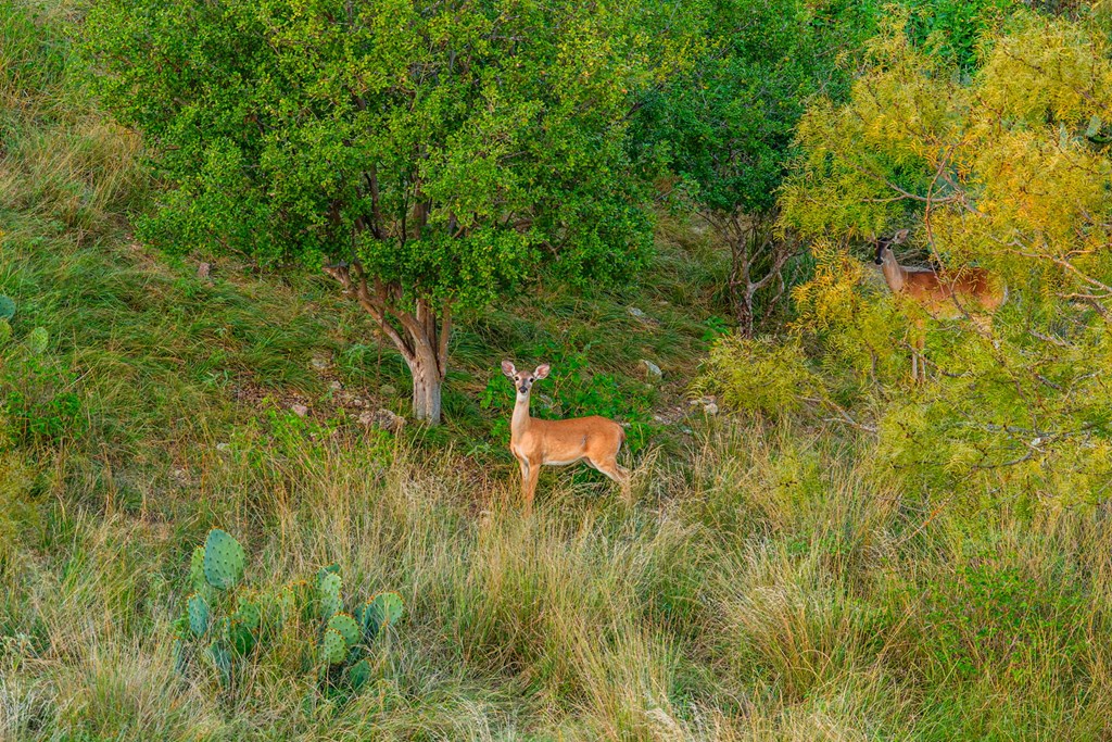 726 Paradise Ranch Road Fredericksburg, TX 78624 - Photo 34 of 38 a backyard of a house with lots of green space