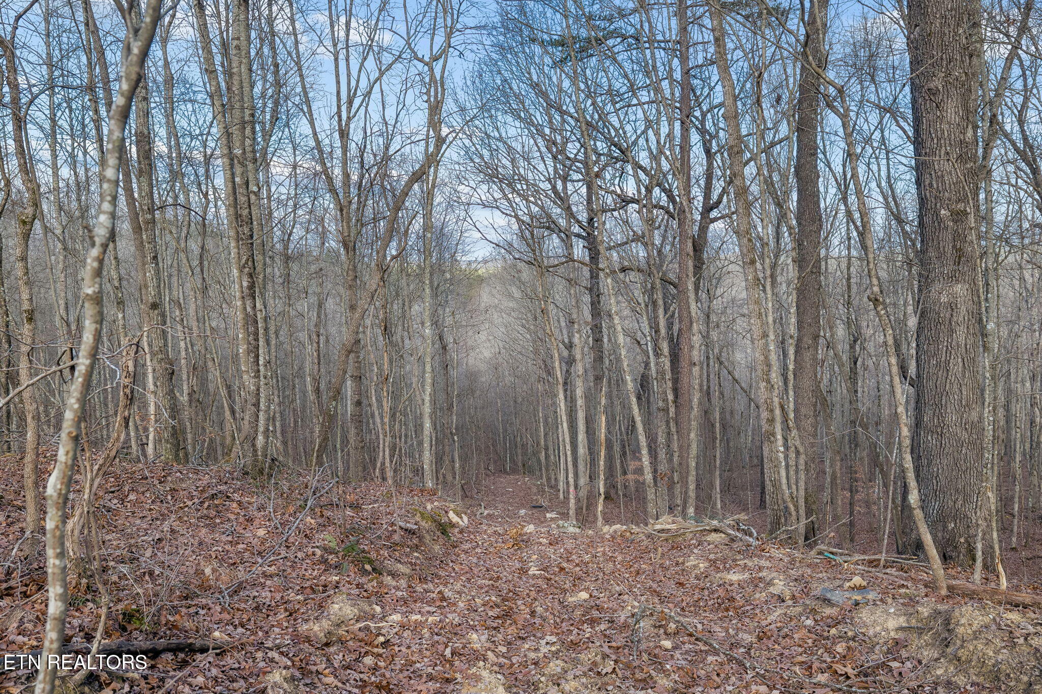 27 Sr Sunbright, TN 37872 - Photo 21 of 29 22-Tract 38 - 021