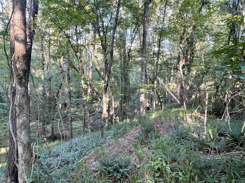 Gallery Image 6