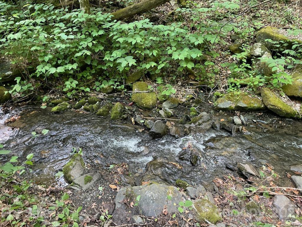 0 Spring Creek Road Bakersville, NC 28705 - Photo 2 of 18 a view of a forest with a tree
