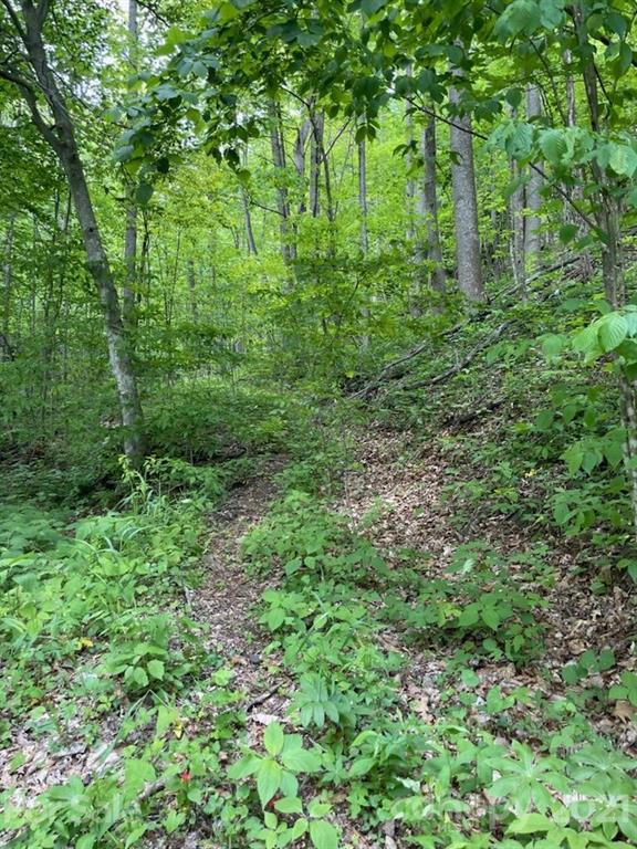 0 Spring Creek Road Bakersville, NC 28705 - Photo 11 of 18 a view of a lush green forest