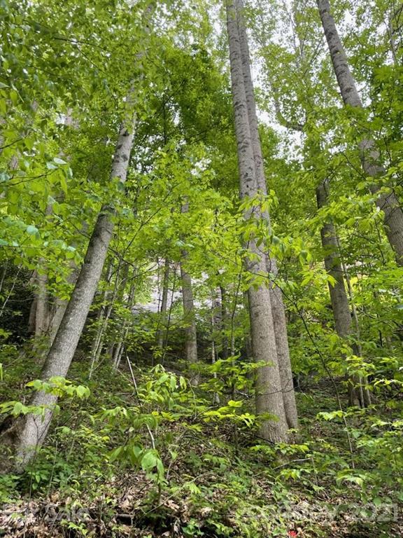 0 Spring Creek Road Bakersville, NC 28705 - Photo 12 of 18 a backyard of a house with lots of green space