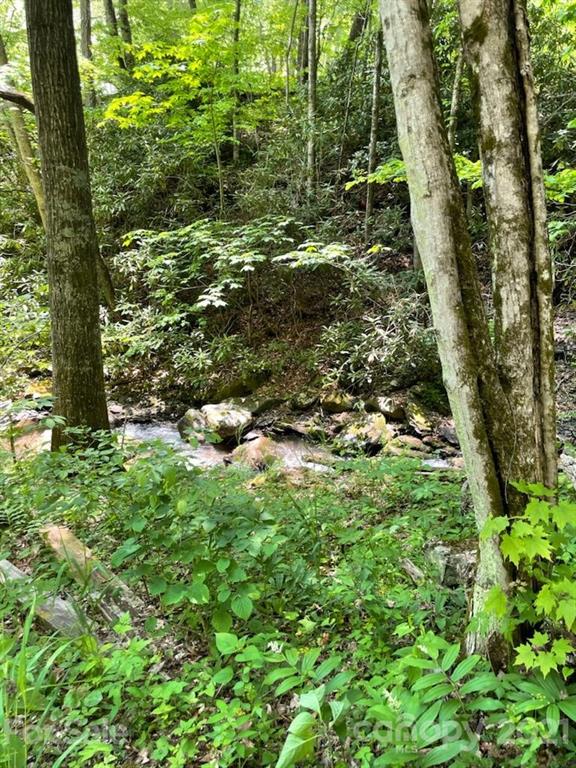 0 Spring Creek Road Bakersville, NC 28705 - Photo 13 of 18 a view of a yard with plants and large trees