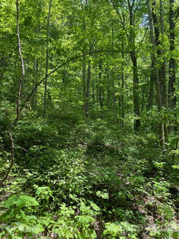 0 Spring Creek Road Bakersville, NC 28705 - Photo 15 of 18 a view of a lush green forest