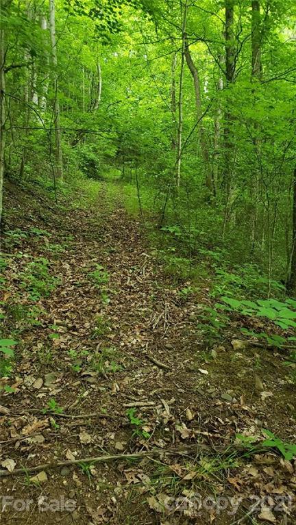 0 Spring Creek Road Bakersville, NC 28705 - Photo 18 of 18 a view of a yard with plants and large trees