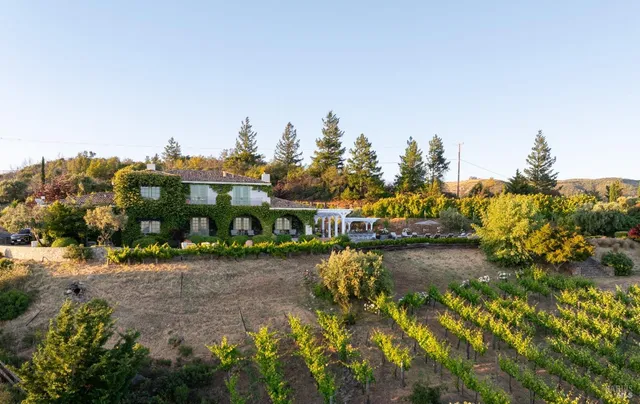 a view of a yard with plants and large trees